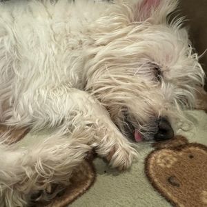 Meet your Posher, Posh